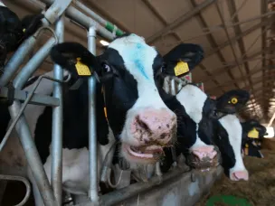 Роботизированная ферма открылась в Уренском муниципальном округе